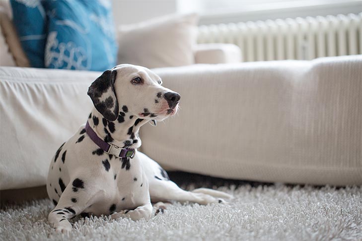 Managing Carpet and Pets