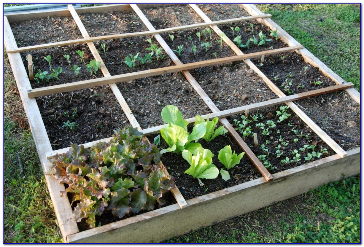 Square Foot Gardening Spacing Romaine Lettuce - Garden : Home Design Ideas #wLnxEZXD5253843