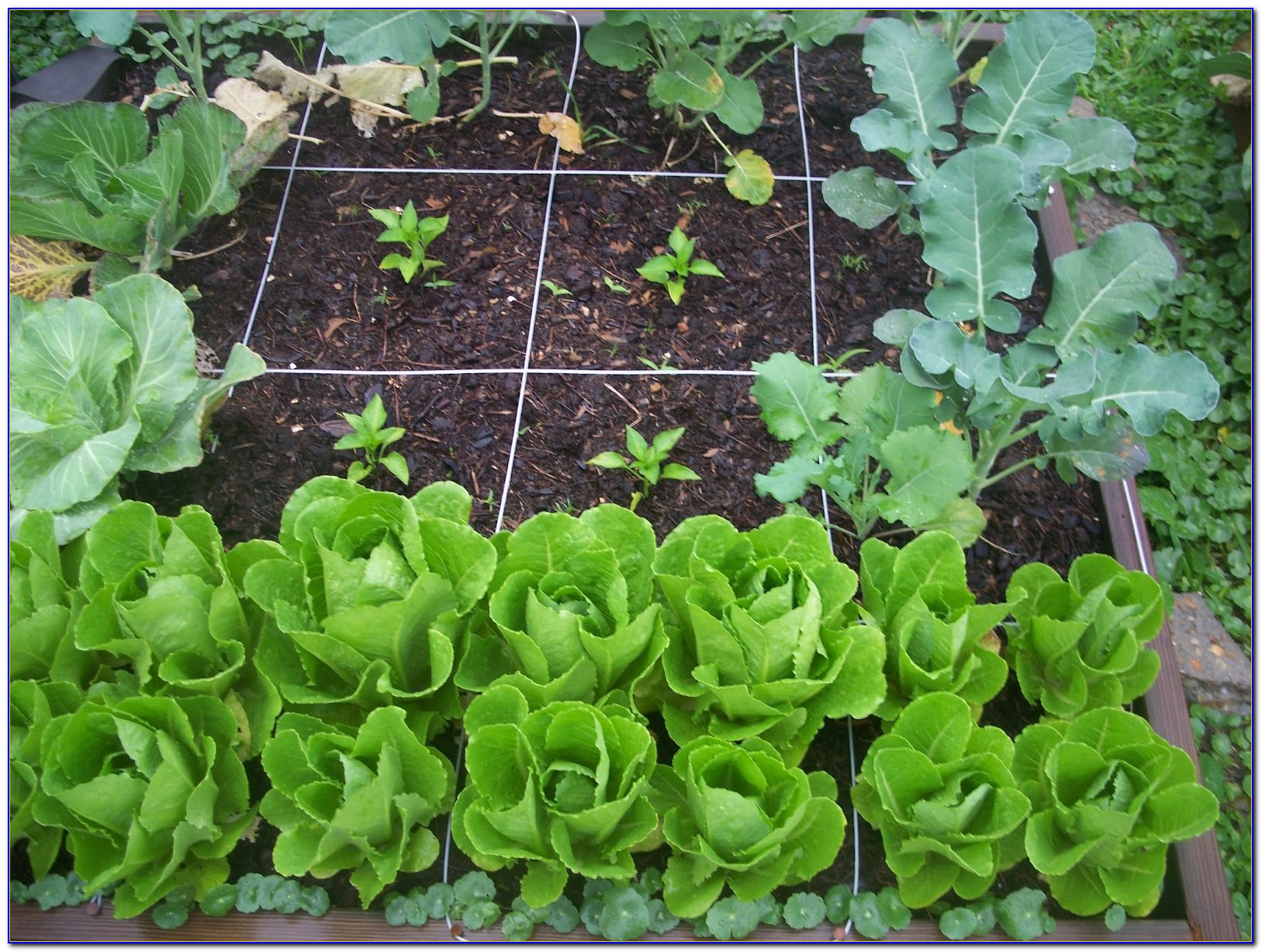 Square Foot Gardening Spacing Artichoke - Garden : Home Design Ideas #