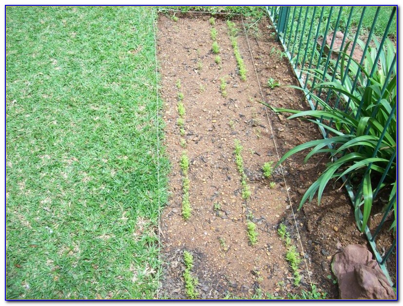 Square Foot Gardening Spacing Romaine Lettuce - Garden : Home Design